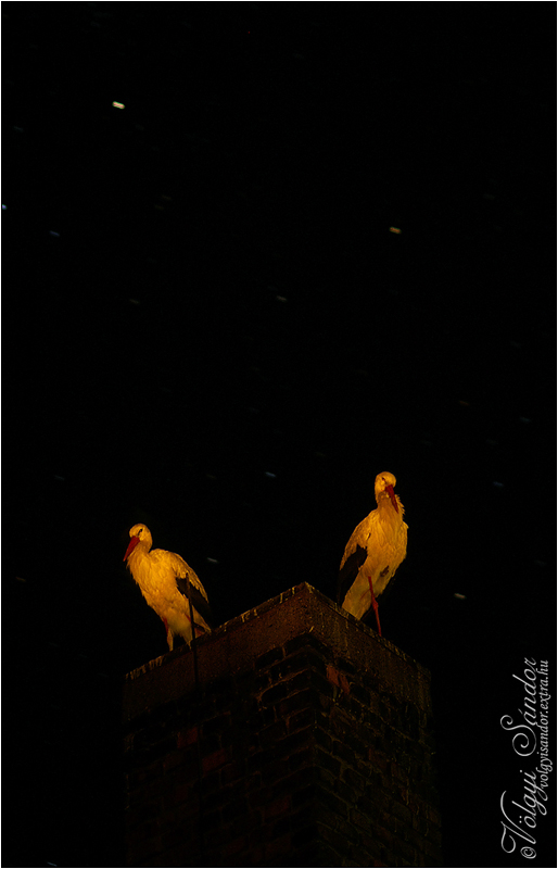 Éjszakázó fehér gólyák - 2011. augusztus, Tolnanémedi