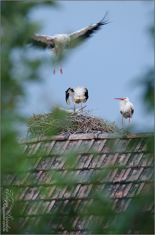Fehér gólya család - 2014. június, Tolnanémedi