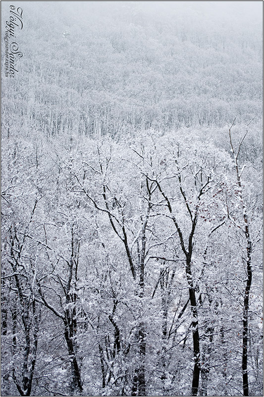 Téli erdő - 2018. február, Mecsek