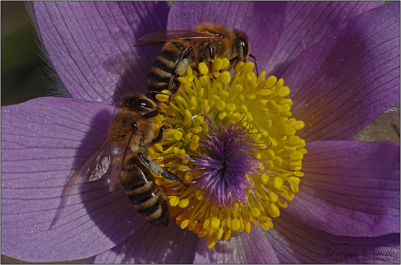 Házi méhek - 2015. március, Mecsek