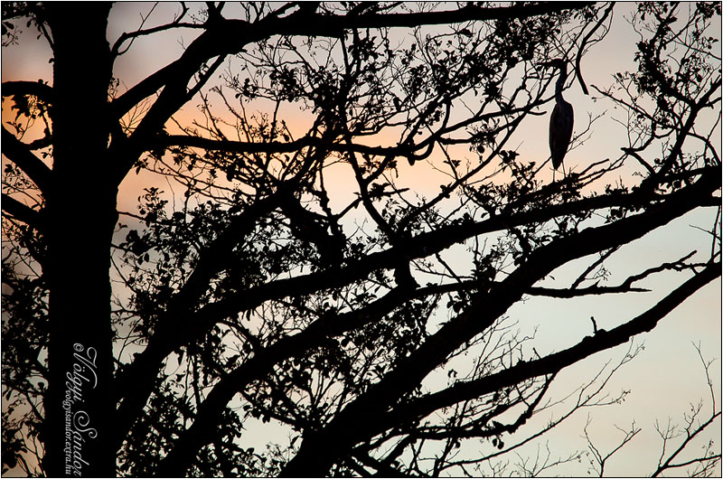 Éjszakázni készülő szürke gém - 2014. október, Pellérd
