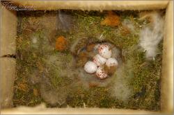 Búbos cinege tojások mesterséges fészekodúben - 2012. május, Mecsek