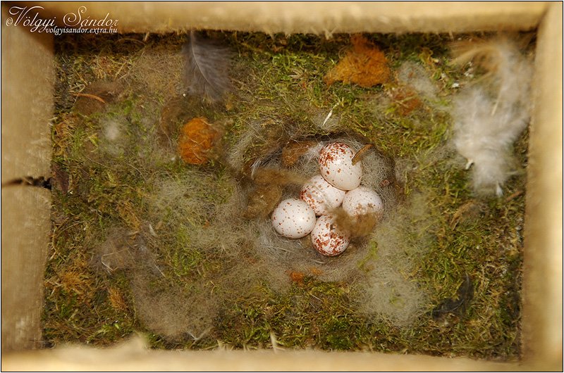 Búbos cinege tojások mesterséges fészekodúben - 2012. május, Mecsek