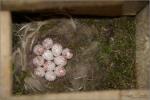 Cinege tojások mesterséges fészekodúban - 2013. május, Mecsek