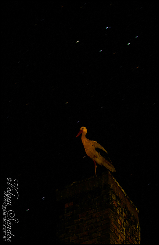 Éjszakázó fehér gólya - 2011. augusztus, Tolnanémedi