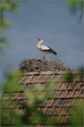 Fehér gólya - 2014. május, Tolnanémedi