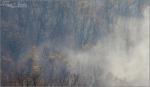 Ködös erdő - 2011.november, Mecsek
