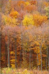 Őszi erdő - 2021. november, Mecsek