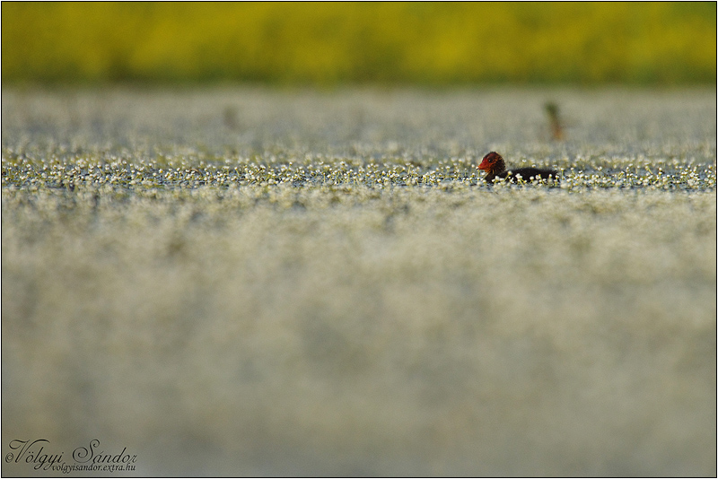 Szárcsafióka a virágzó víziboglárka mezőben - 2015. május, Pellérd